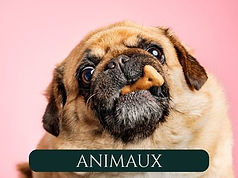 Soins naturels pour animaux sans huile essentielle, terra di natura ajaccio