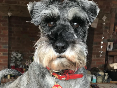 Pet Theft Reform will soon launch a new blog