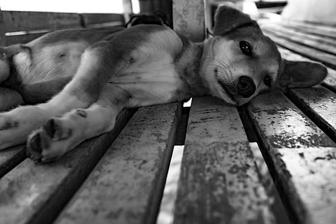 jesse-schoff-i2DefZ6PCN0-unsplash_edited.jpg