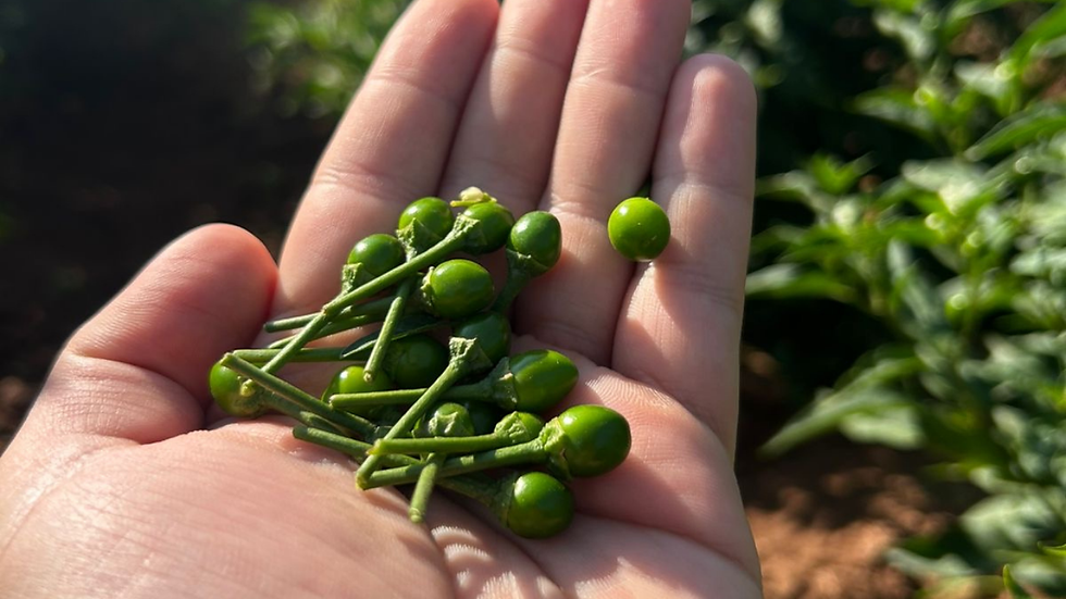 Chile piquín fresco