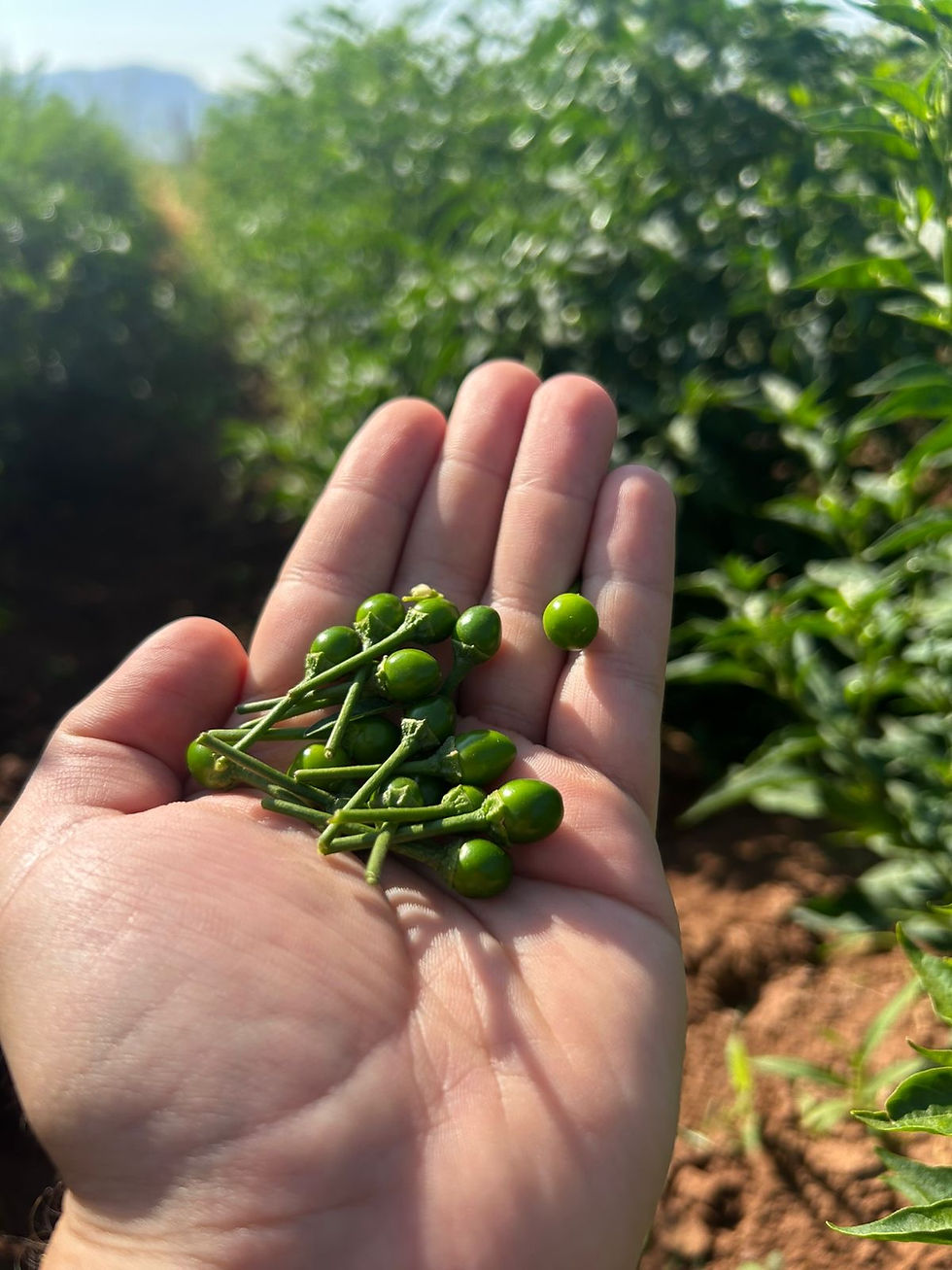 Chile piquín: historia, usos y curiosidades del favorito en la cocina mexicana