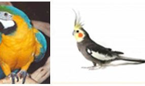 The Real Amount of Care for a Parrot