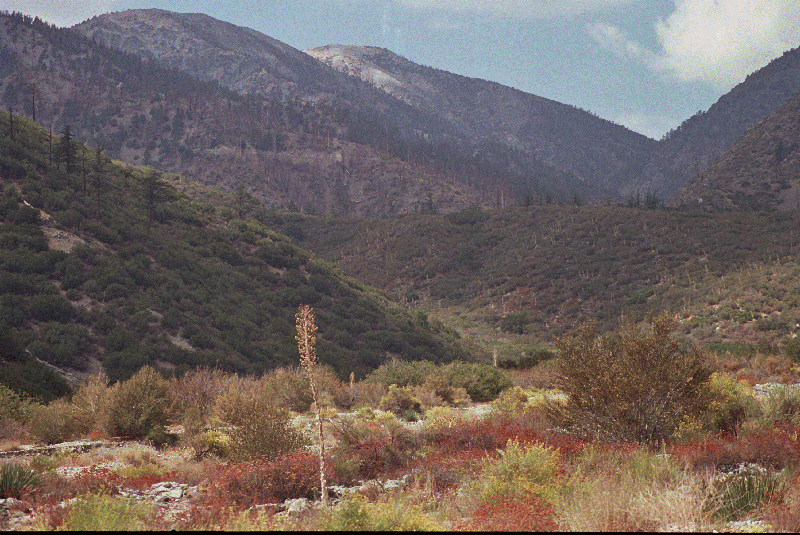 Mt Baldy from Lytle Creek Canyon1.gif