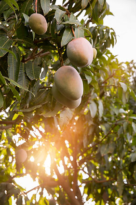 delicious-raw-mango-fruit-tree.jpg