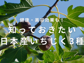 健康・美容効果も！知っておきたい日本産いちじく3種。