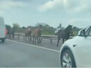 Loose Horses Cause Major Delays on Dorset’s A338