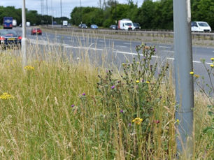 Transport for London’s wildflower verges continue to blossom