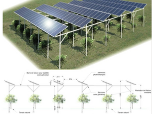 Agrivoltaics Could Transform UK Solar Expansion Without Taking Land Away from Farmers