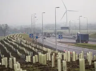 'Parts of A14 still like a desert after trees die'