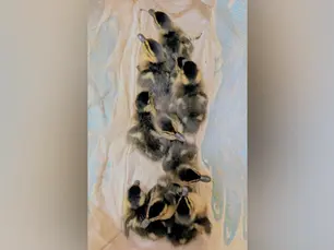 Ducklings Rescued from M4 and Taken to Wildlife Charity