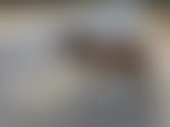 Animal deaths on New Forest roads have more than doubled this year