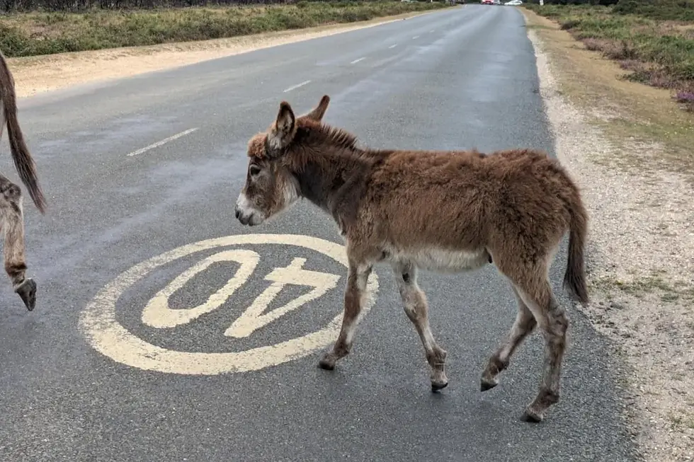 Almost 20 animals have been killed in New Forest roads this year as a result of car crashes (Image: New Forest Roads Awareness)