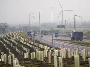 National Highways Plans New Tree Planting Trial Along A14 After Previous Losses