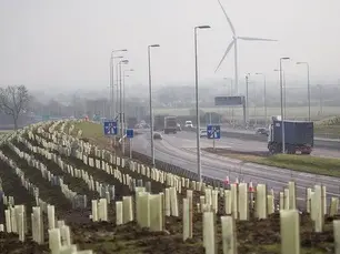 National Highways Plans New Tree Planting Trial Along A14 After Previous Losses