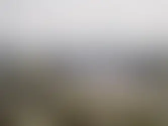 National Highways Plans New Tree Planting Trial Along A14 After Previous Losses