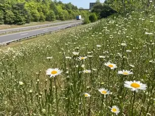 Transport for London’s wildflower verges blooming