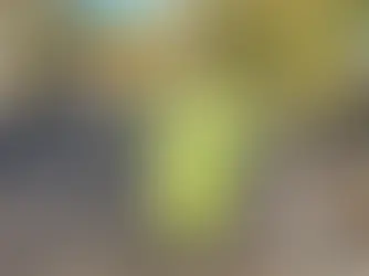 CCTV targets lollipop patrol 'drive-through' cars