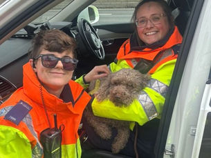 Traffic officers issue safety warning after rescuing lost dog from M6