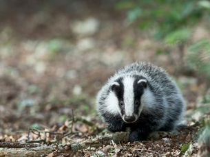 M42 project team keeping journeys smooth for local wildlife