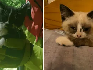 Warning after drivers try to save motorway kittens