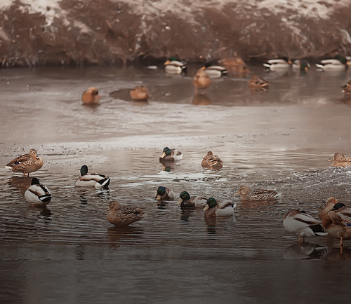 Sortie nature : les oiseaux d'eau