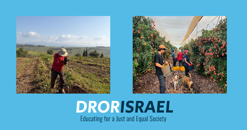 “Putting ideas immediately into practice“ Working on the orchards at Kibbutz Ravid