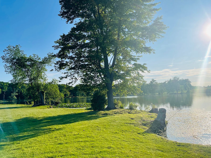 Lakeview Trees