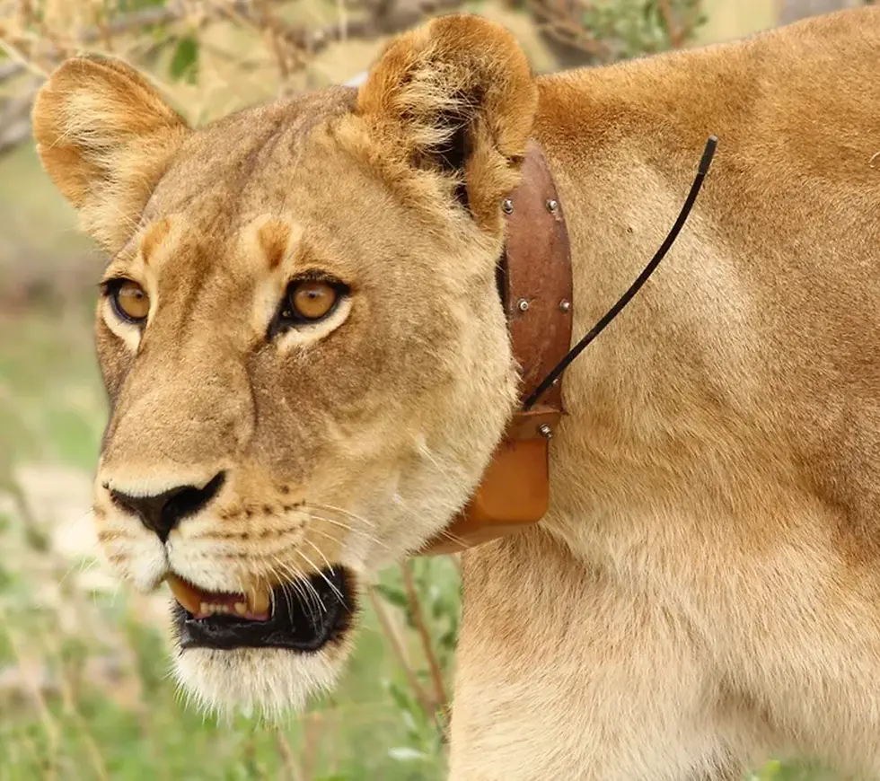 Animal tracking collar terrasense on lion technology solutions Terrasense