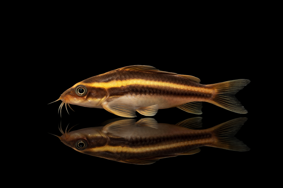 Miniature : Platydoras costatus