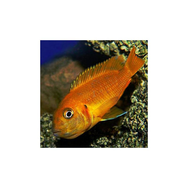 Pseudotropheus saulosi / taille adulte