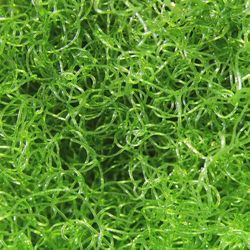 Miniature : Chaetomorpha Spp en bouquet