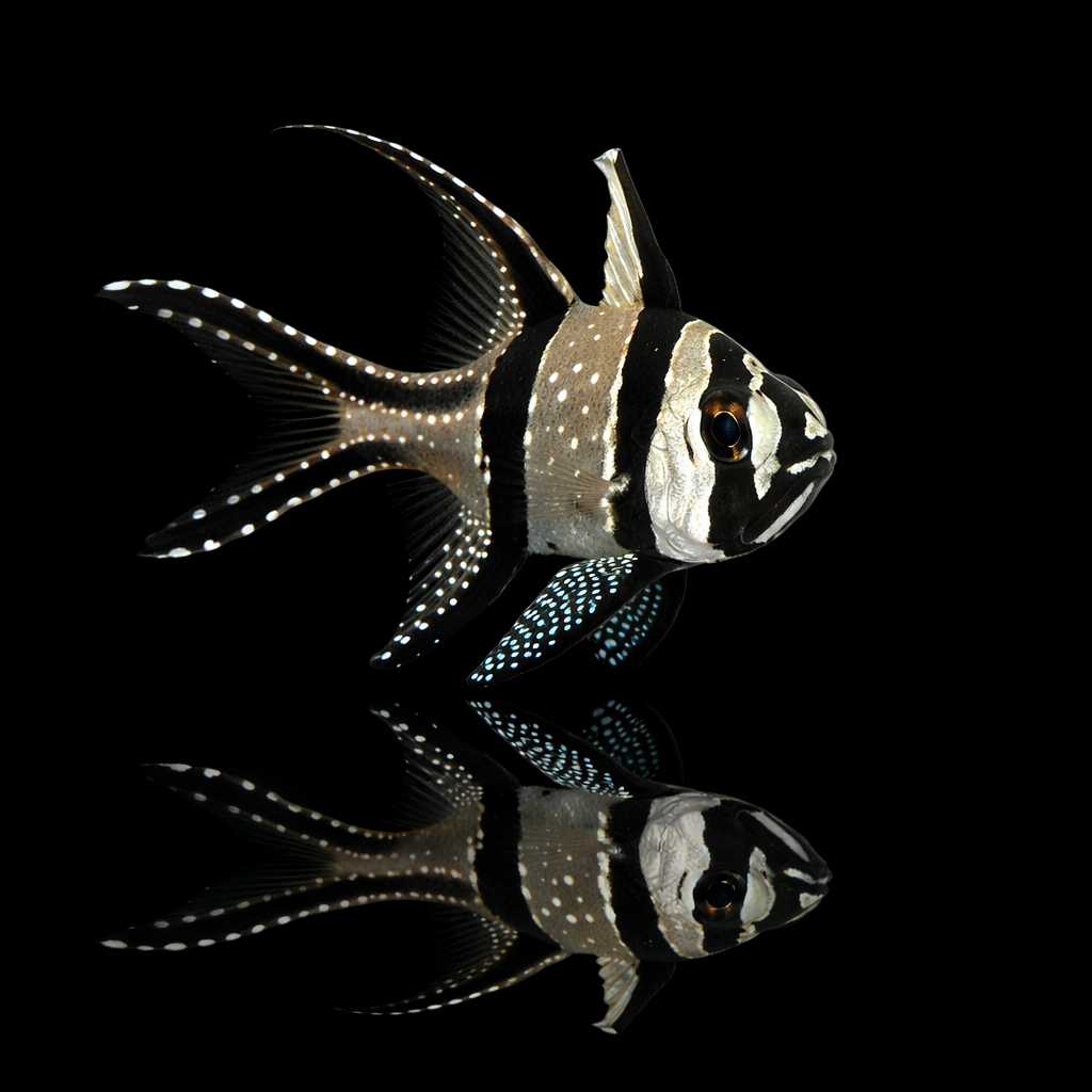 Pterapogon kauderni