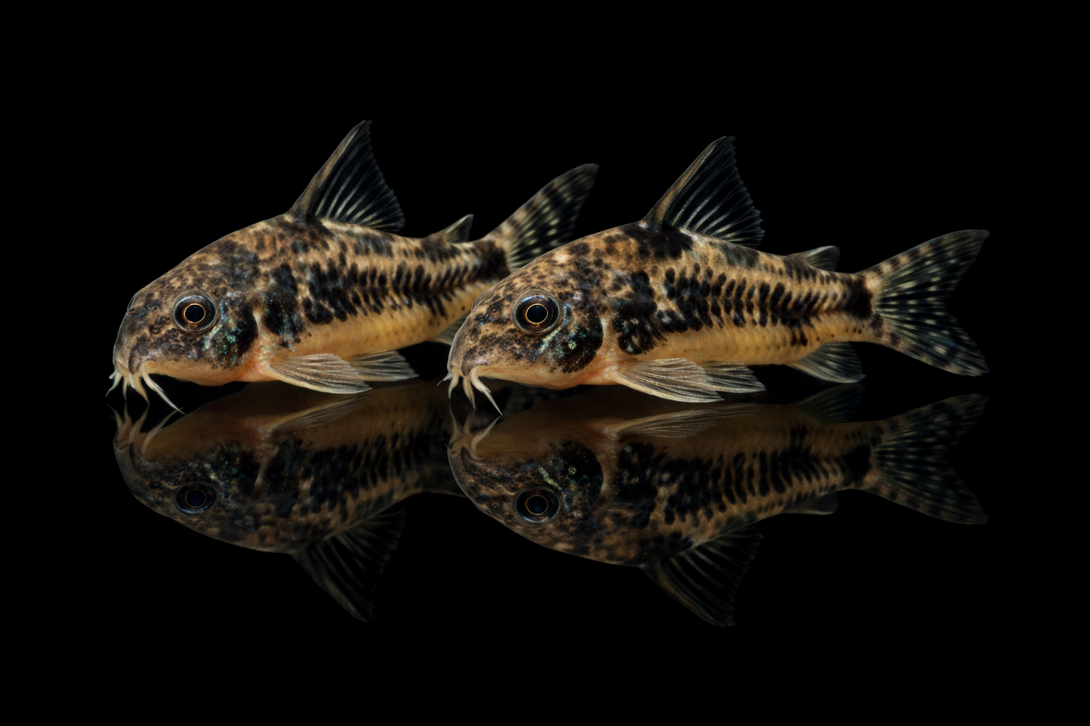 CORYDORAS marbre - hoplisoma paleatus m
