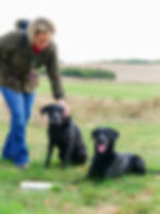 pet gundog training