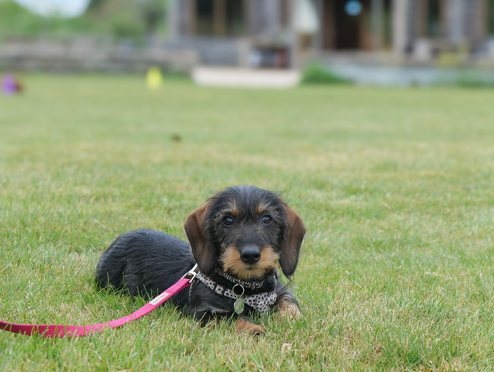Mini Dachshund puppy taking part in Puppy Training at Ewelme Dog Training Academy in Oxfordshire.