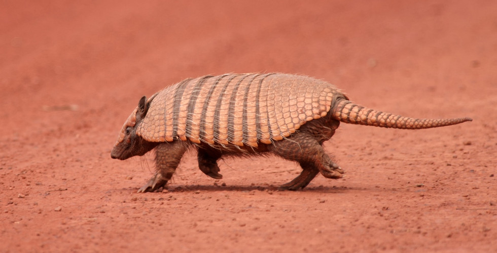 Jaguar Marcela, Porto Joffre