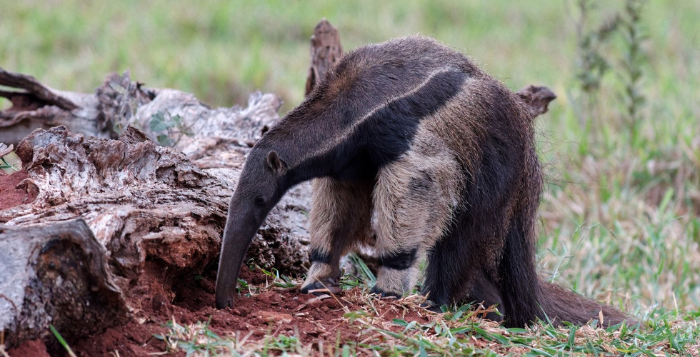 Jaguar Marcela, Porto Joffre