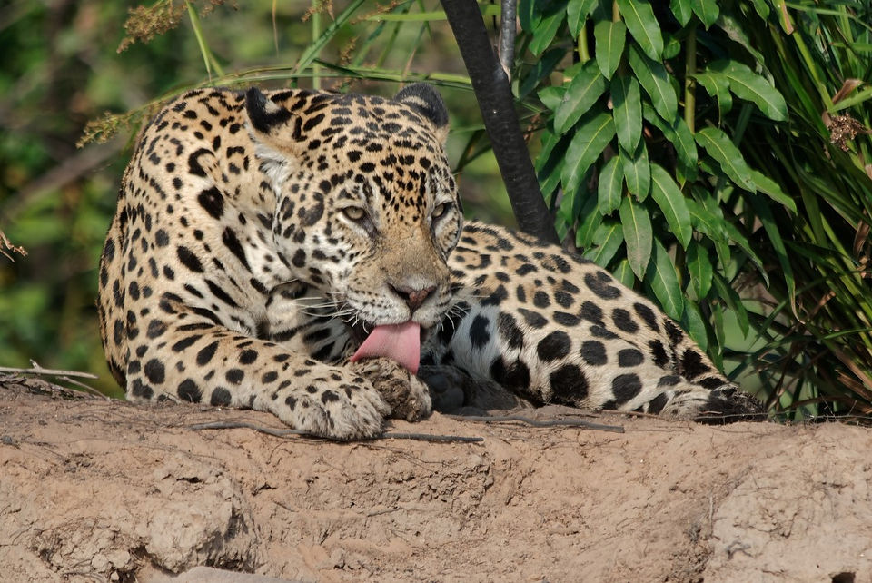 Jaguar Marcela, Porto Joffre