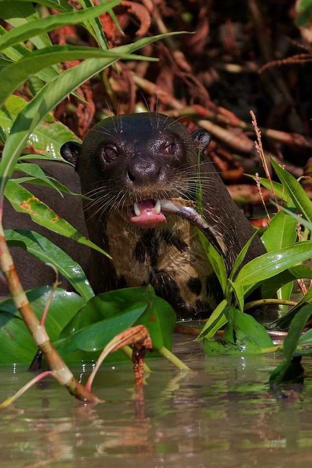 Jaguar Marcela, Porto Joffre