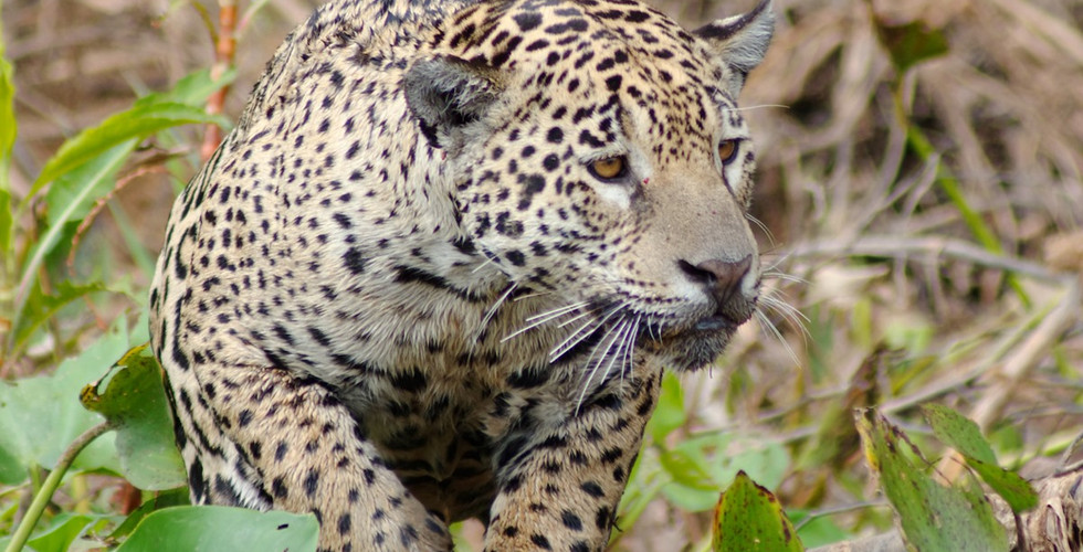 Jaguar Marcela, Porto Joffre