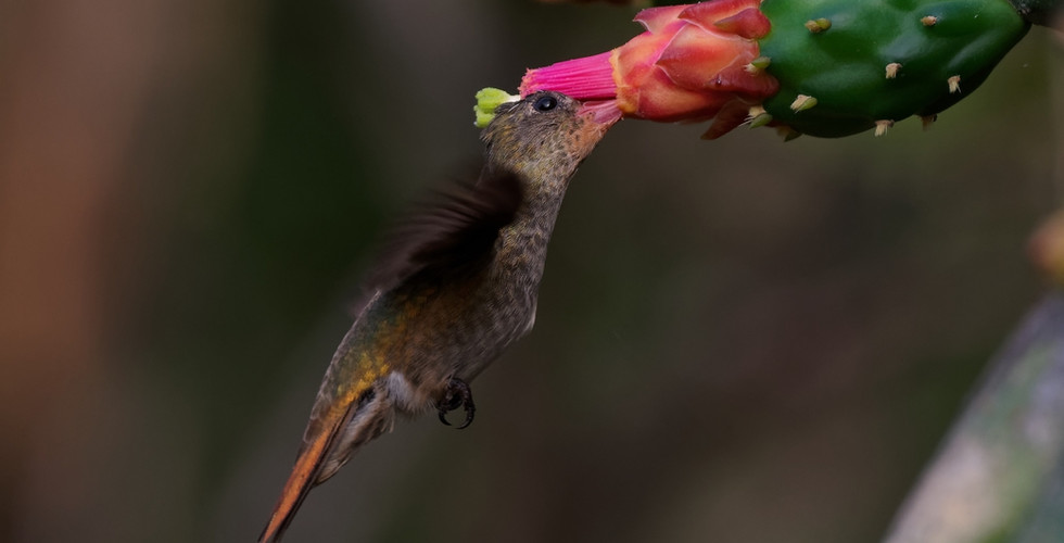 Jaguar Marcela, Porto Joffre