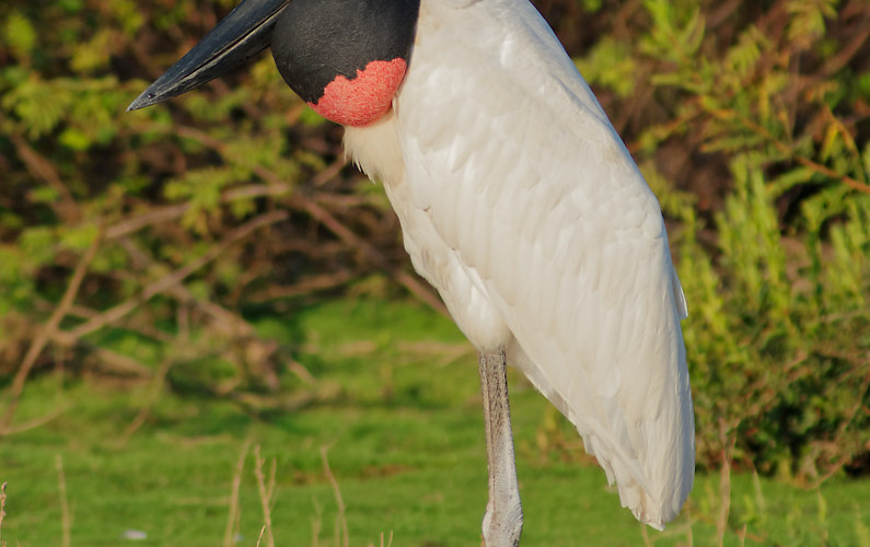 Jaguar Marcela, Porto Joffre