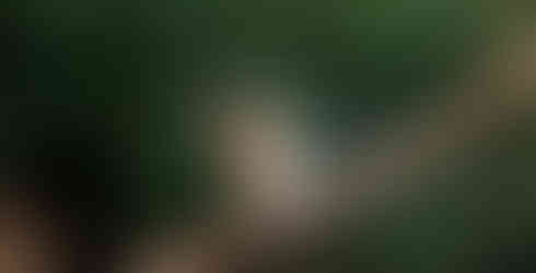 Jaguar Marcela, Porto Joffre