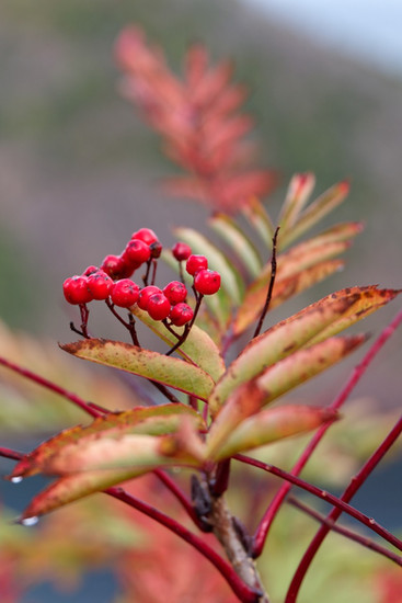 Sunset Navchak fjord