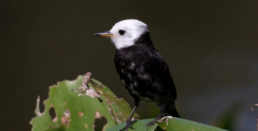 Jaguar Marcela, Porto Joffre