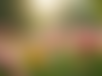 The Art of Mindful Living