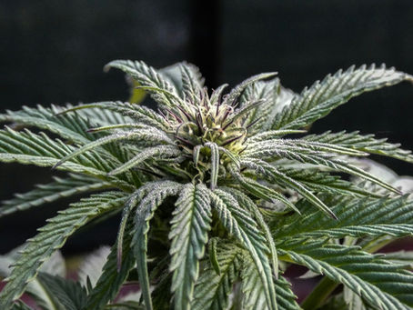 Sativa vs. Indica: Understanding the Differences