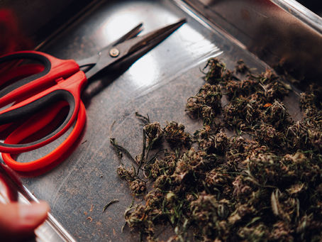 Terpenes Unraveled: Their Role in Your Cannabis Experience