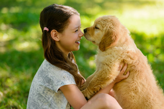 Child and golden retriever puppy. Girl is holding her young pet, and they both looking int