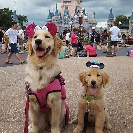 Disney Golden.jpg